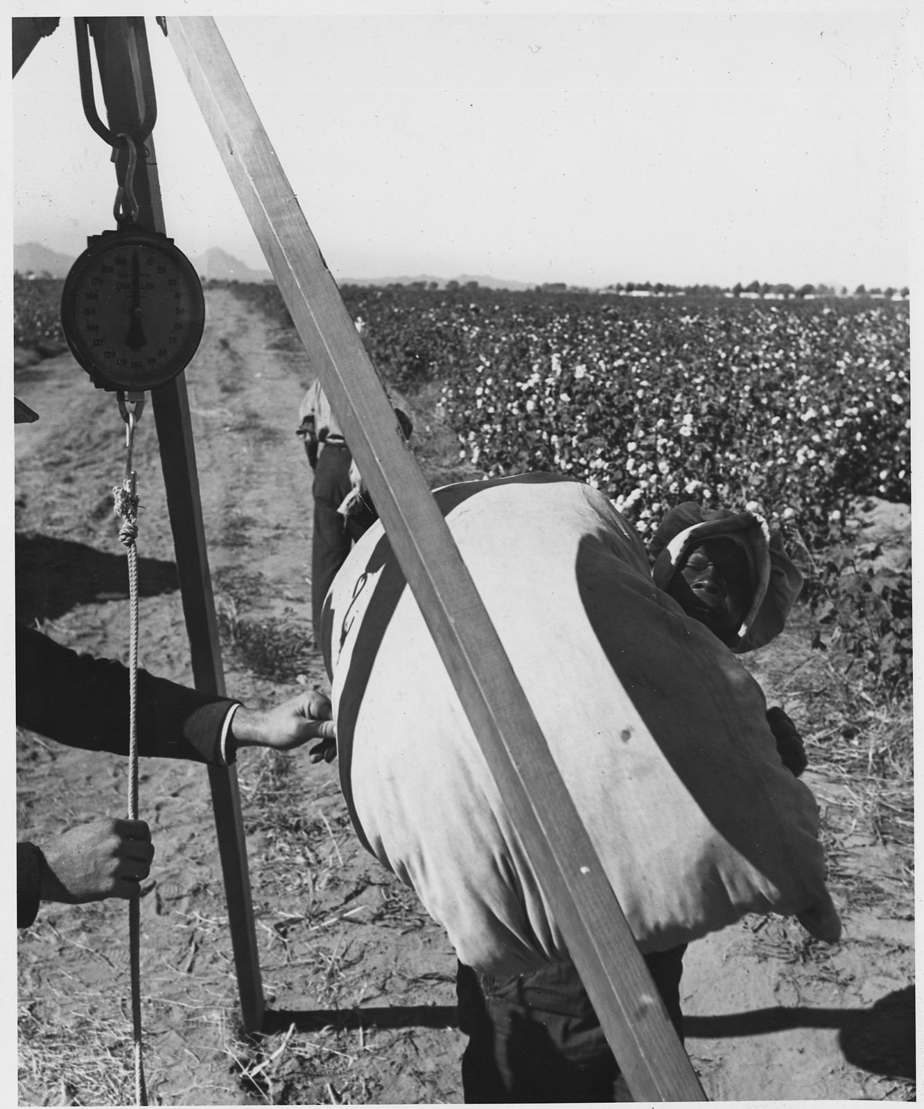 Black-and-white photograph of a cotton picker's sack being weighed on a hanging scale at the edge of a cotton field. A picker in a hooded coat stands beside the loaded sack; a cotton field stretches to the horizon behind.